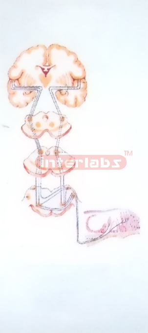 HANGING STRUCTURE OF THE NEURON MODEL (ELECTRON MICROSCOPIC DIAGRAM)